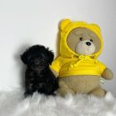 사랑하개 이미지