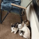 태평한 대평 이미지