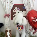 알로하펫 이미지