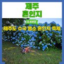 제주도 수국 명소 혼인지 수국과 공연이 꽃피는 혼인지 축제 강아지 동반가능