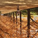 가을빛의 절정, 담양 메타세쿼이아 길 이미지