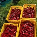 오향골농장 이미지