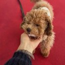 소담소담 이미지