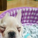 센스펫(노은점) 이미지