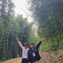* 11/10 * 아기단풍 고운 강천산 / 담양 죽녹원 메타세콰이어 길 !
