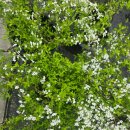 동읍996 | 창원 식물원 화분 쇼핑 🌿 동창원식물원 방문 후기