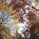 신트리공원 농구장 이미지