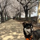 꽃길만 걷개 이미지