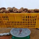 안동송이버섯 대폭할인 판매 28일 한정수량 이미지