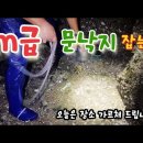 서울 경기 수도권 1시간거리 문낙지 잡는곳 있습니다 이미지