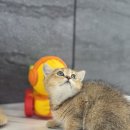 [일원1] 가정 헤어 | 광주고양이분양, 브리티시숏헤어 입양 절차와 적응 후기