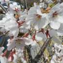 평촌고등학교 이미지