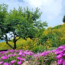 지세포로 이미지