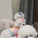 에제르펫 이미지