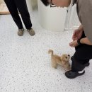 꽃스럽개 이미지