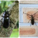 하선암 카라반 야영장 이미지