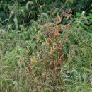 흰여뀌 Persicaria lapathifolia (L.) Delarbre 이미지