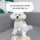 귀일지 | 강아지귀세정제추천 브리지테일 페토세라클리어EEF 후기