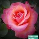 Frans Bauer&amp;Marianne Weber-Elke Roos(Take Me Home Country Roads) 이미지