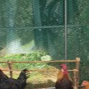 복성농장 이미지