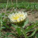 민들레 영농조합법인 이미지