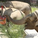 '폭염 특보' 발령에 특식 먹는 서울대공원 동물들 이미지