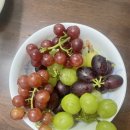 [제철포도] 인생 포도, 유기농 친환경 치유의 언덕 농원 포도 후기 (내돈내산)