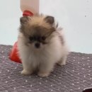 댕집사장 포메라니안 이미지