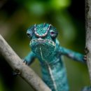 카멜레온 이미지