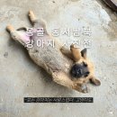 강아지&고양이 마을 | 몽골 여행 전국에서 찍어온 강아지 고양이 사진전 오픈합니다