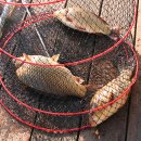 붕어의 신 이미지