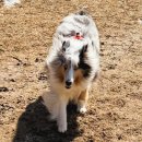 멍멍제과 | 서울양양고속도로 춘천방향, 가평휴게소 반려견과 함께 방문해봤습니다👍(+옐로우 스탑