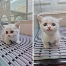 창원고양이분양 퍼스트캣 창원점 이미지