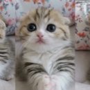 솜방망이 이미지