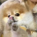 오늘은육회내일은연어 이미지