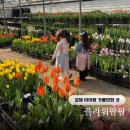 7252 | 김해 아이랑 가볼만한 곳 플라워팜팜 튤립 라넌큘러스 수확 체험 예약 방문 후기