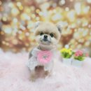 구름이네 애견미용 이미지