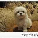 이리오개 이미지