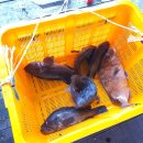 부흥호좌대2낚시터 이미지