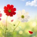 (광고 없음) 빛의 꿈의 정원 🌸 | 편안한 피아노 선율과 햇살 가득한 자연 속에서 평화를 만끽하세요 이미지