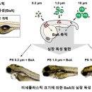 플라스틱피쉬