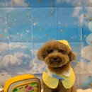 댕겨오시개 이미지