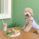 잎테(IPTAE) 이미지