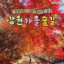 단풍철🍁강원가을숲길📌평창천년주목숲길📌정선항골숨바우길📌인제자작나무숲📌월정사전나무숲길 이미지