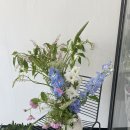리리호
