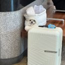 (주)사랑메디컬 | 주말 데이트 일상 장거리연애 커플의 30대 기념 위 대장 내시경 후기 애견동반 트리맛집