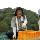 김영일 농장 이미지