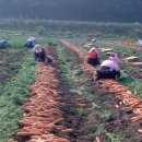 성은비료 이미지