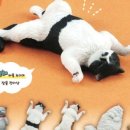 고양이잡화상점 이미지