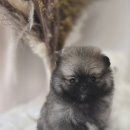 판도라독 이미지